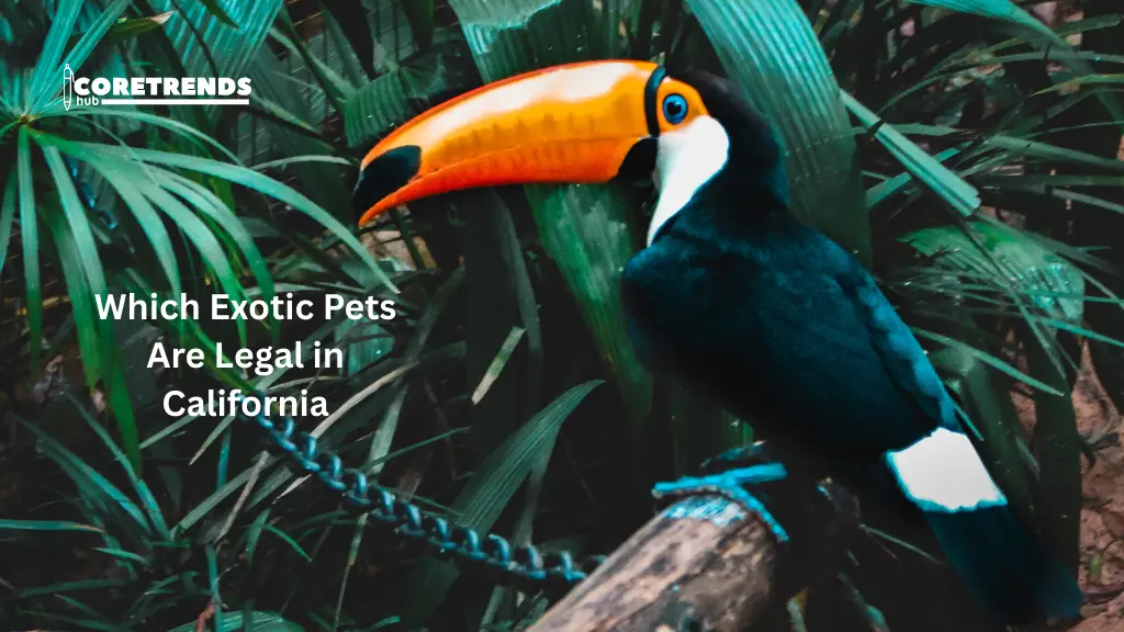 What Exotic Pets Are Legal in California